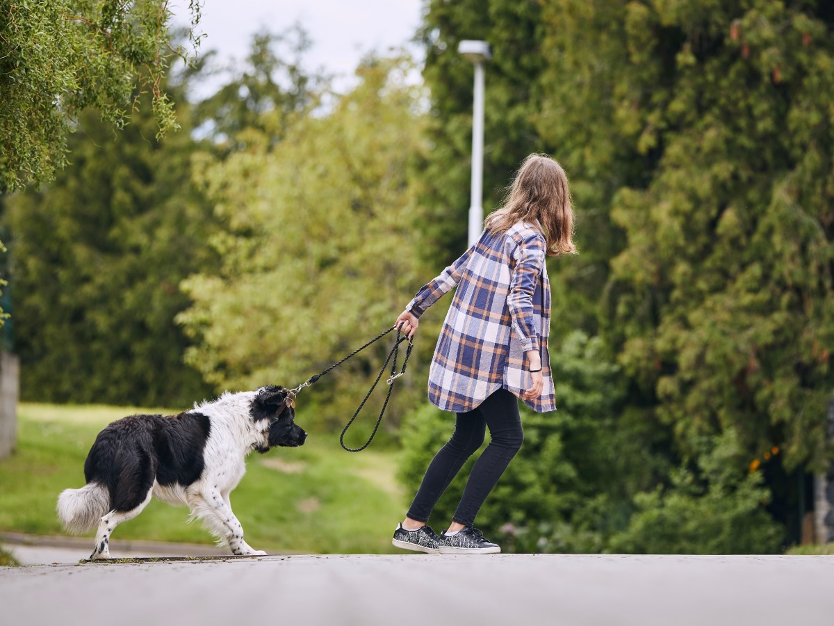 Hund: Dieses Reel zeigt, wie wichtig es ist, das Verhalten eines Hundes zu verstehen