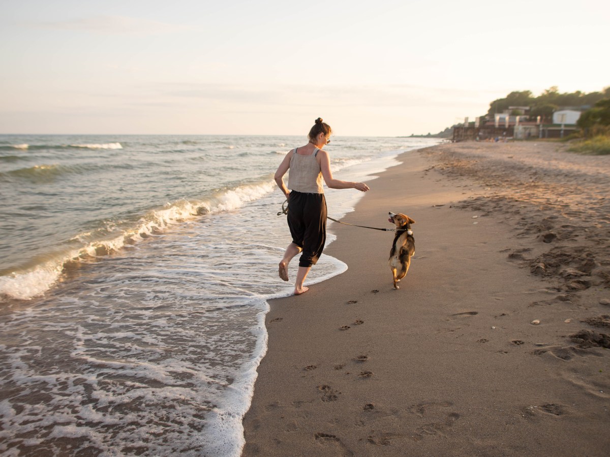 Hund am Meer