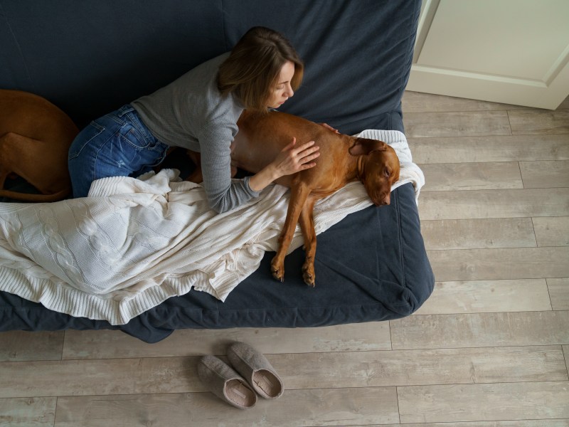 Hund hat Bauchschmerzen