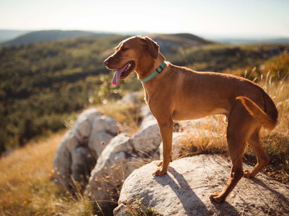 Hund an heißen Tagen abkühlen: Mit diesem Trick geht es so einfach