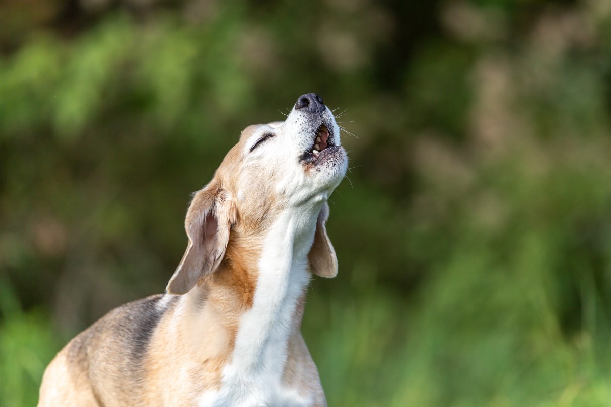 Hund jault bei Sirene