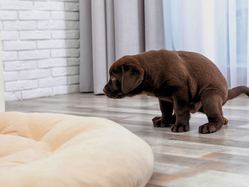 Hund stubenrein kotet