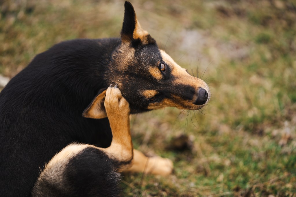 Hund kratzt sich