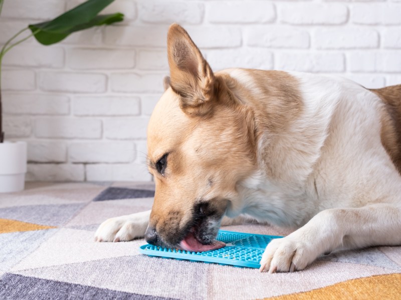 Hund mit Leckmatte