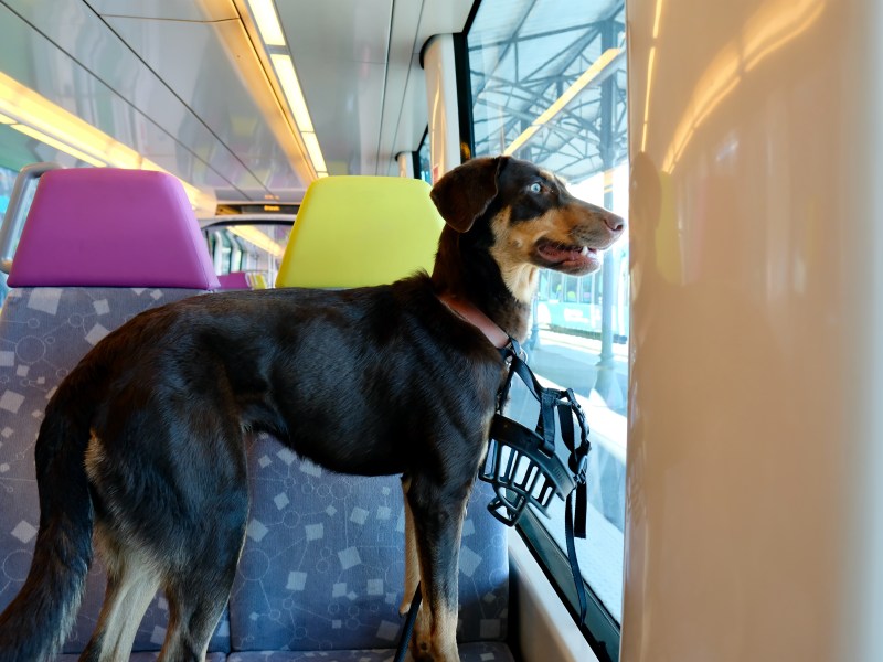 Hund ohne Maulkorb in der Bahn Strafe