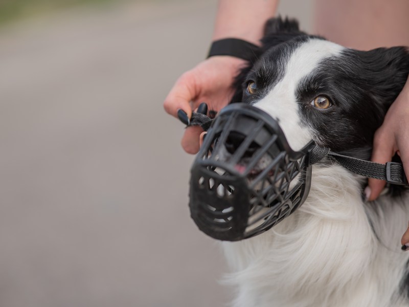 Hund mit Maulkorb