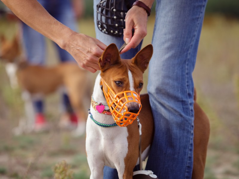 Hund an Maulkorb gewöhnen