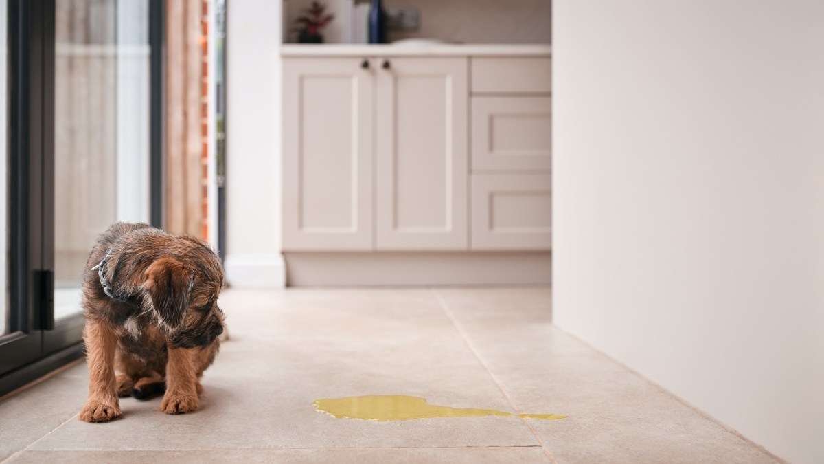 Hund nicht stubenrein