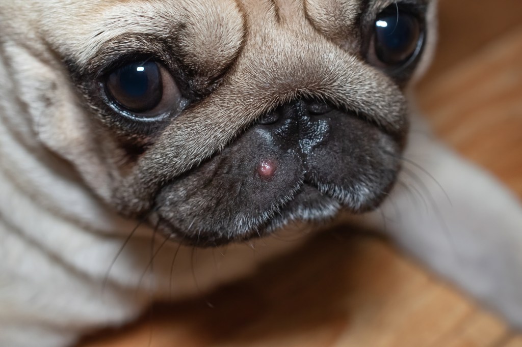 Hund mit Pickel