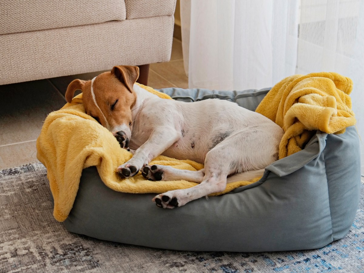 Hund schläft viel und frisst nichts