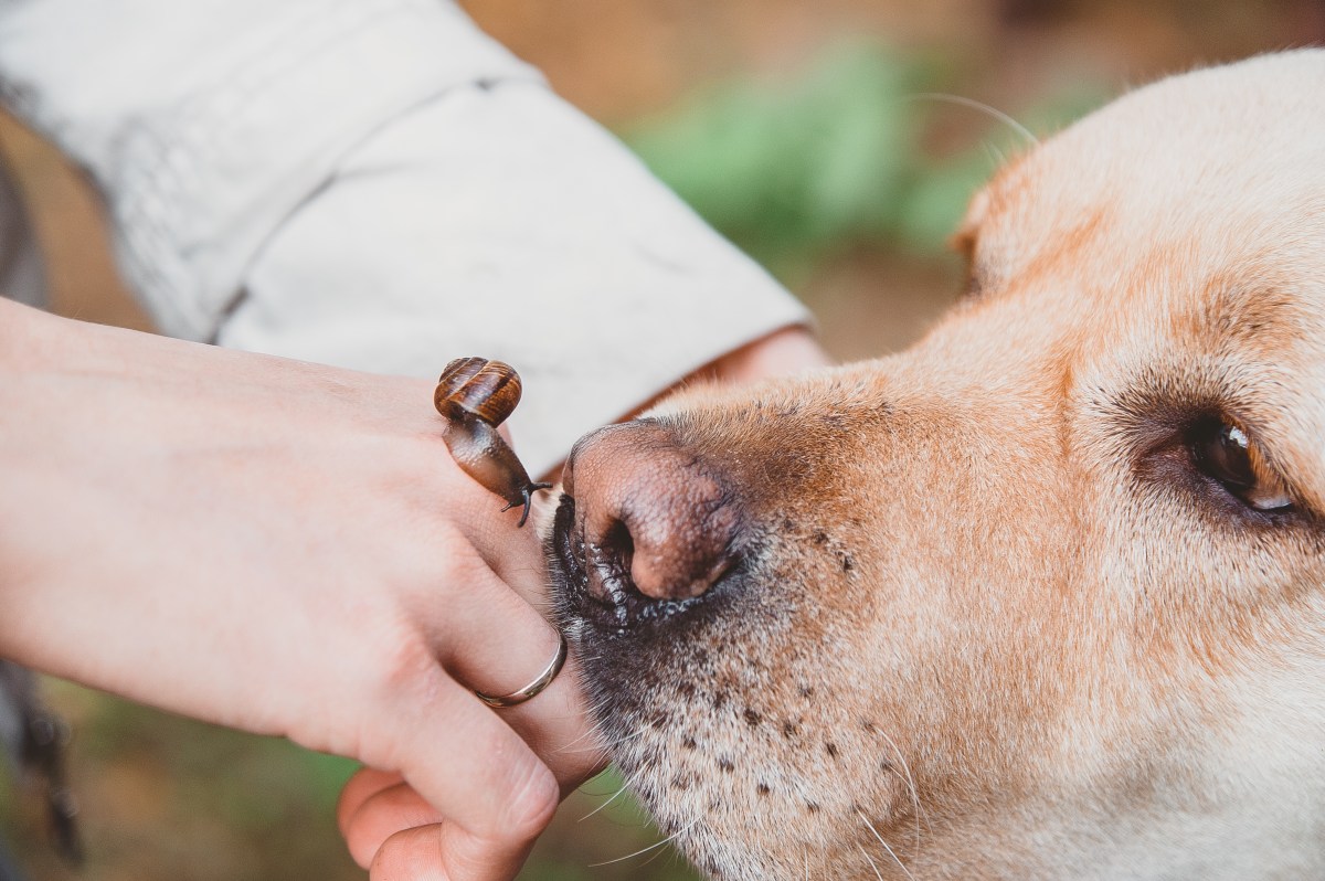 Hund Schnecken