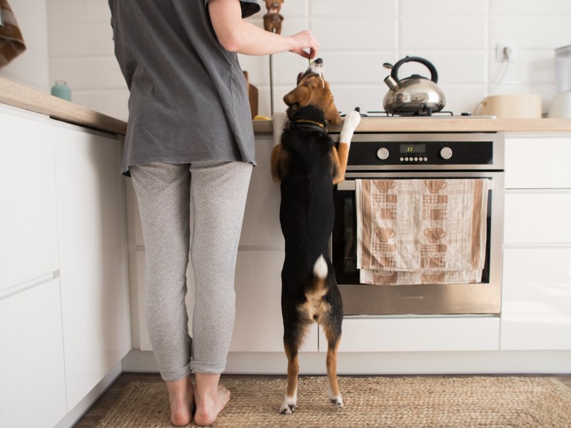 für den Hund kochen