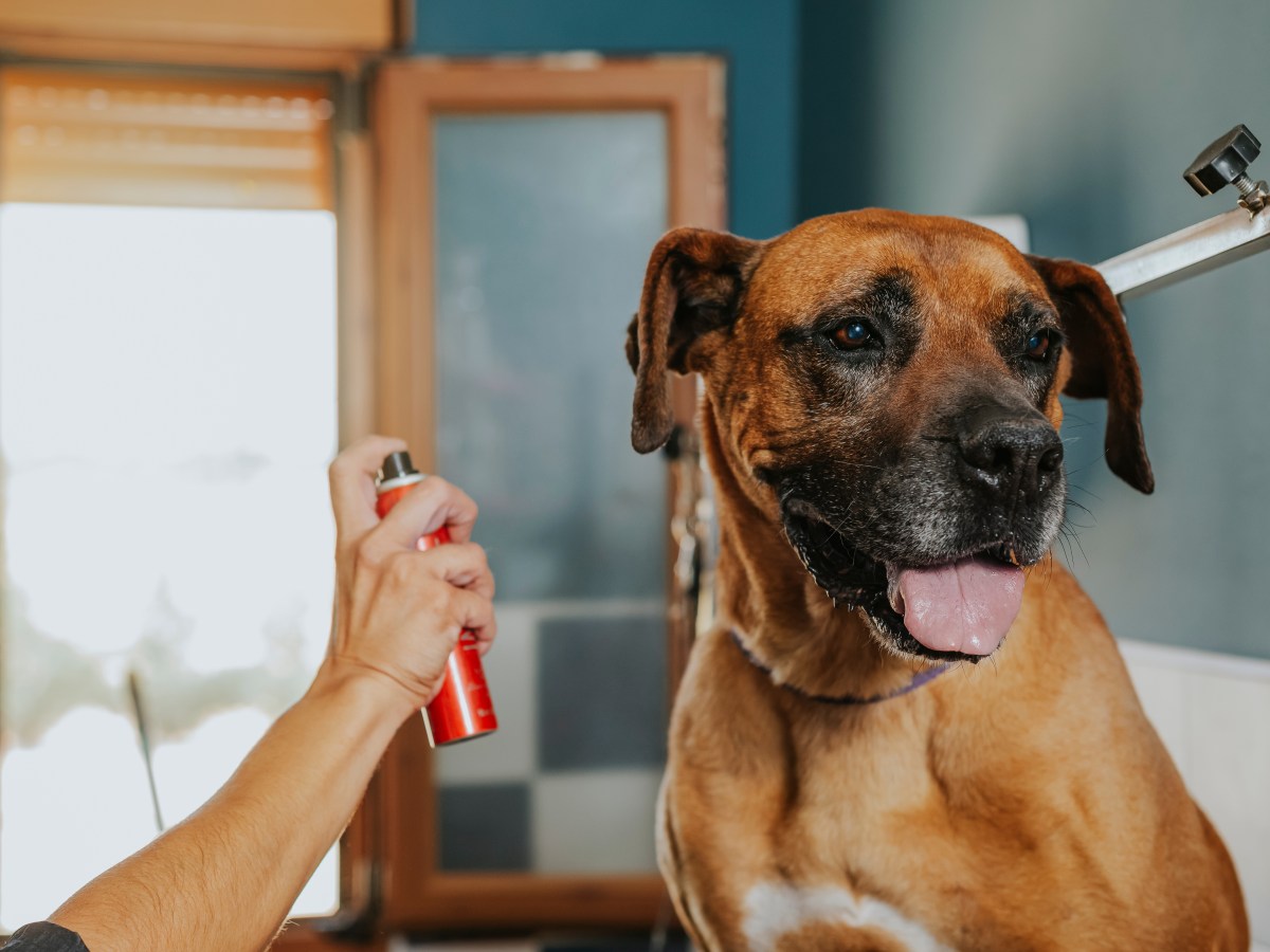 Hund wird mit Hundeparfum eingesprüht