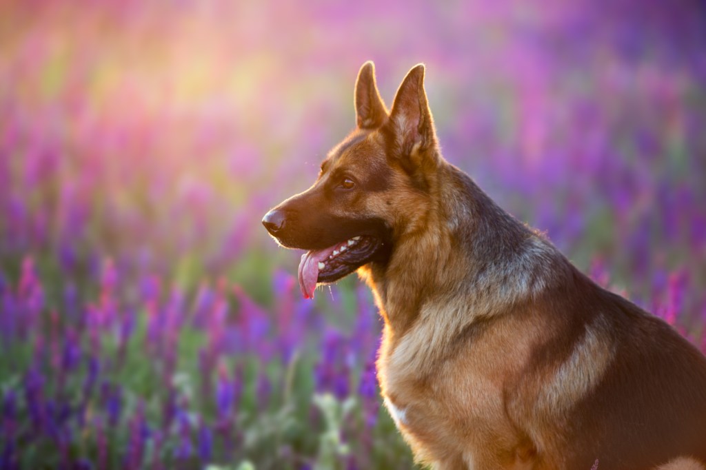 Schäferhund im Blumenfeld