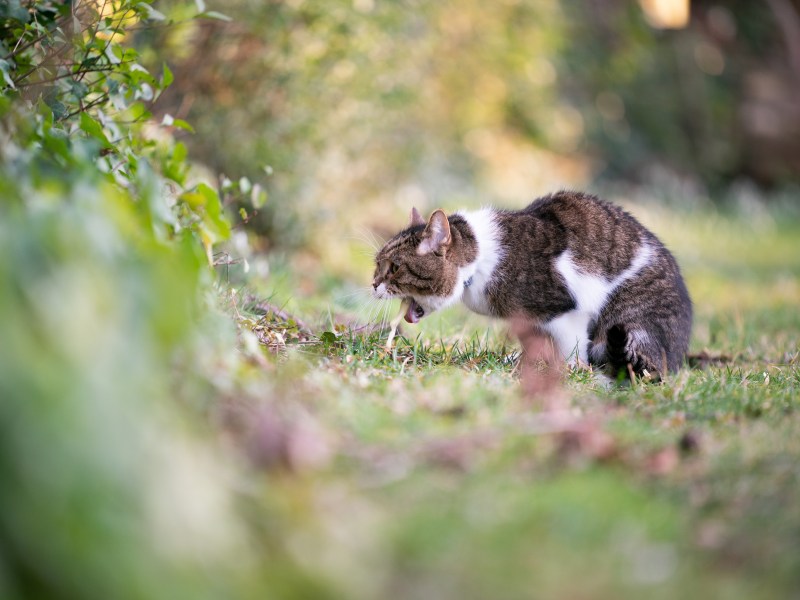 Katze erbricht auf der Wiese