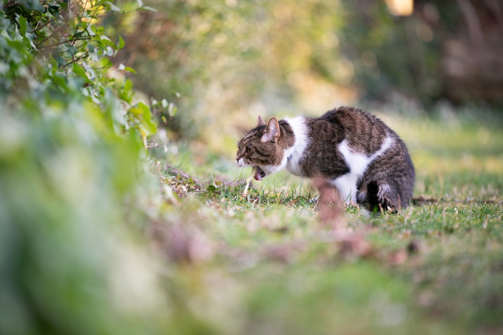 Katze erbricht auf der Wiese