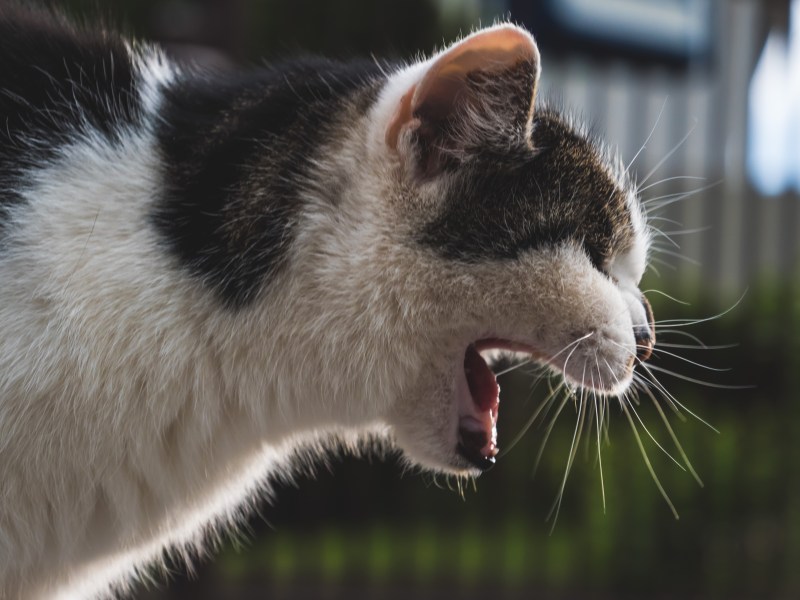 Katze seitlich beim Erbrechen