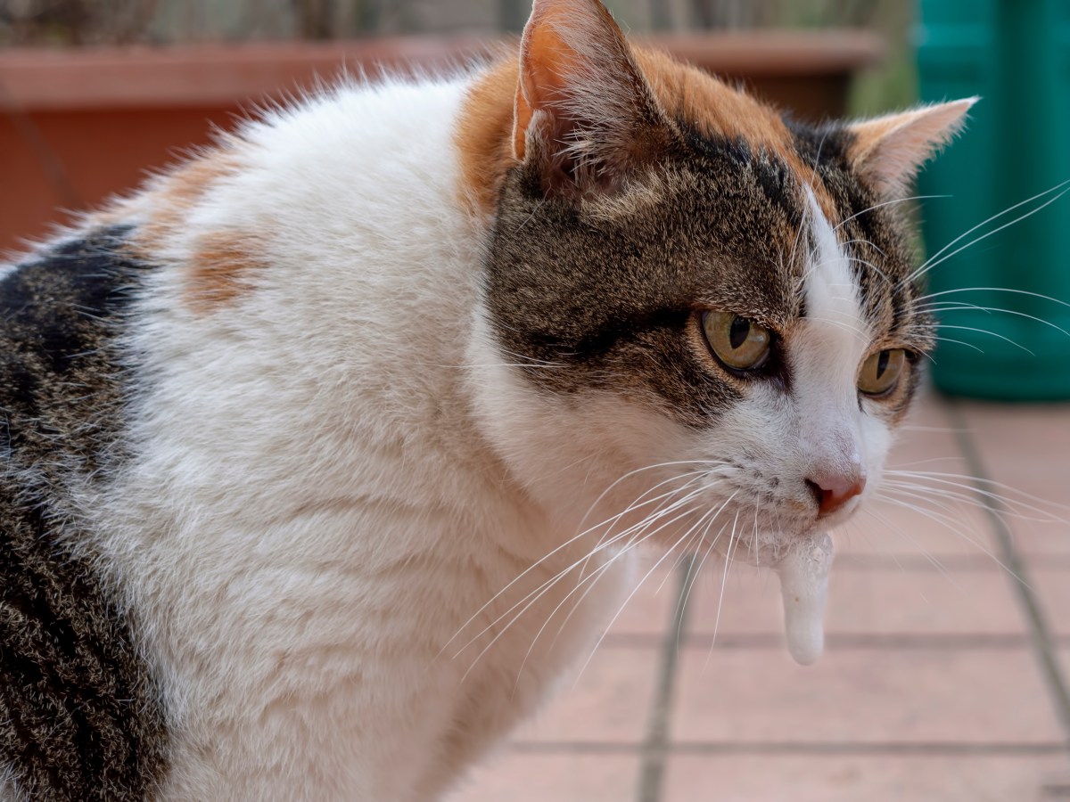 Katze erbricht Schaum am Maul