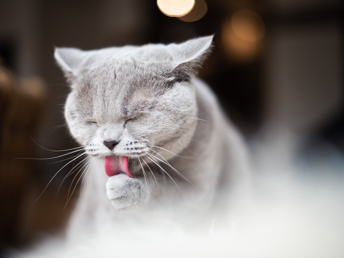 Katze putzt sich wichtig für die Fellpflege