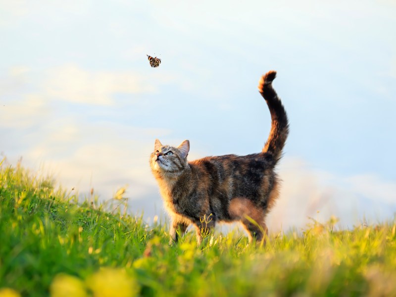 Katze mit Freigang auf einer Wiese jagt Schmetterling