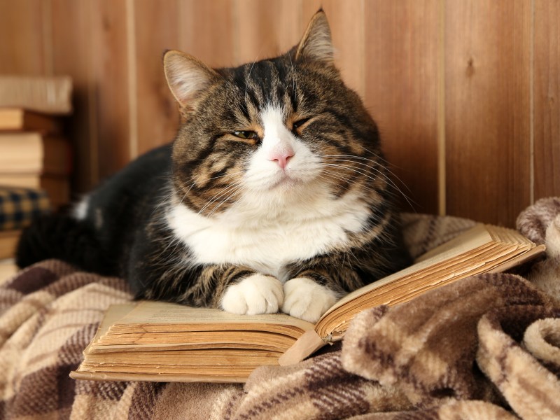 Katze liegt auf Buch aus Papier