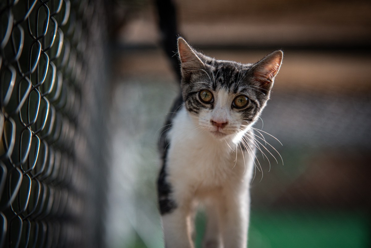 Katze läuft an einem Zaun entlang