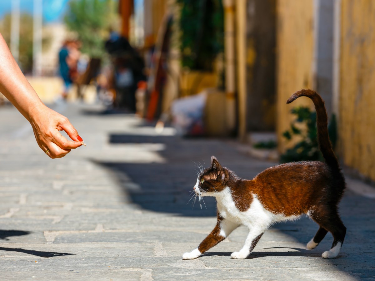 Katze aus dem Ausland mitnehmen: Diese 4 Fehler ruinieren deinen Plan