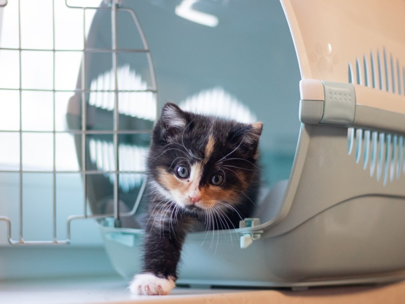 Katze krabbelt aus der Transportbox