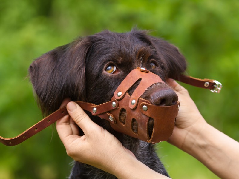 Hund trägt Maulkorb