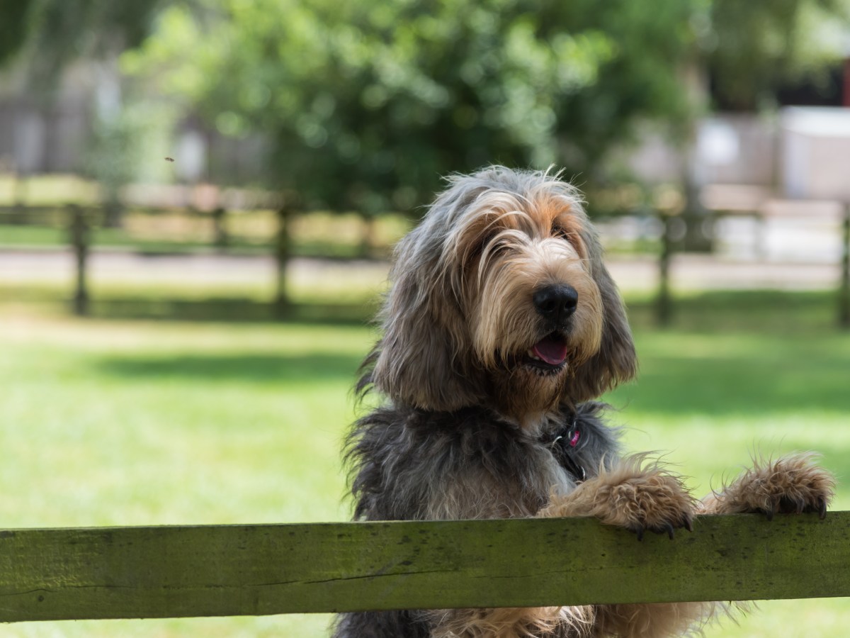 Otterhound: Alles, was du über die seltene Hunderasse wissen musst