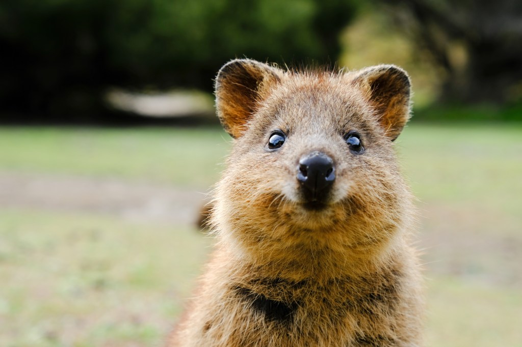 Quokka lächelt