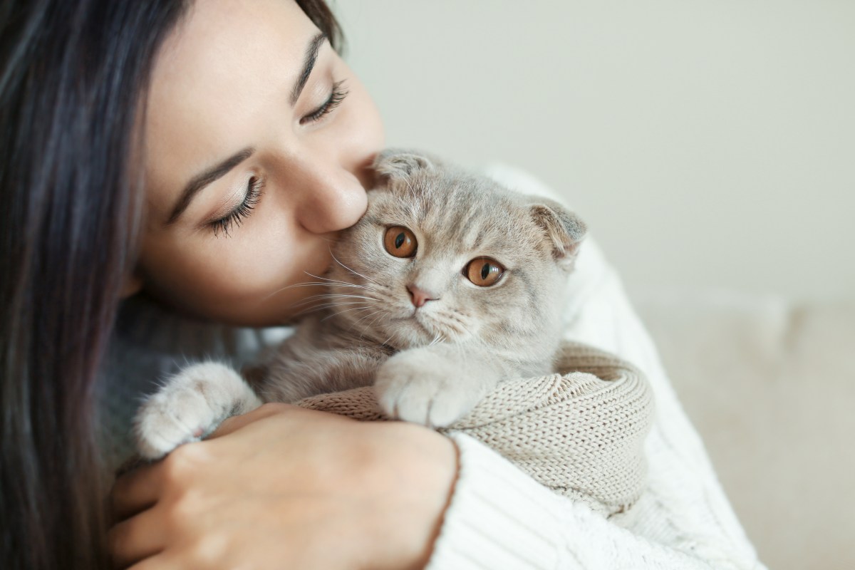 Frau küsst Rassekatze Scottische Faltohrkatze