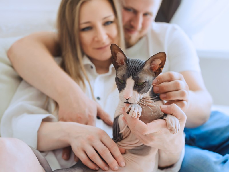 Sphynx Katze mit ihren Besitzern