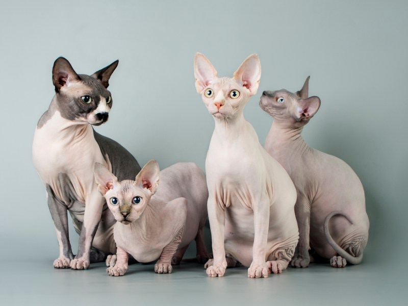 Sphynx Familie im Portrait