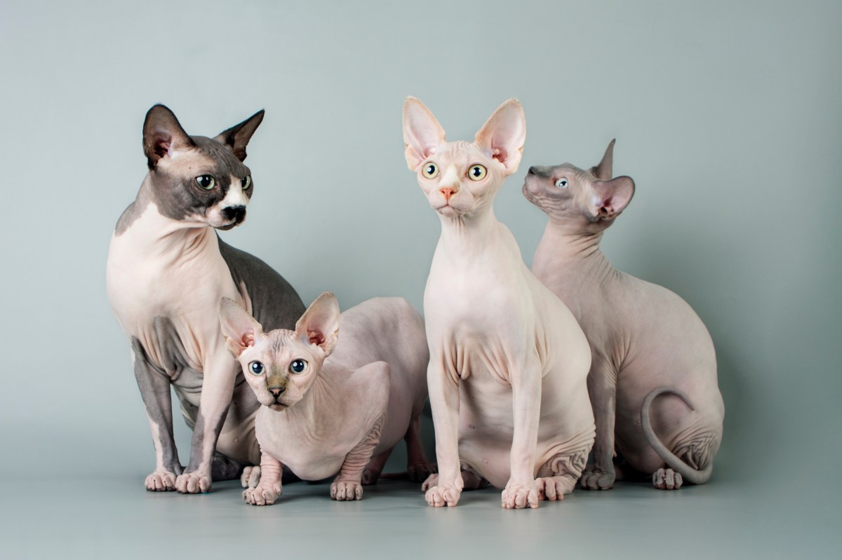 Sphynx Familie im Portrait