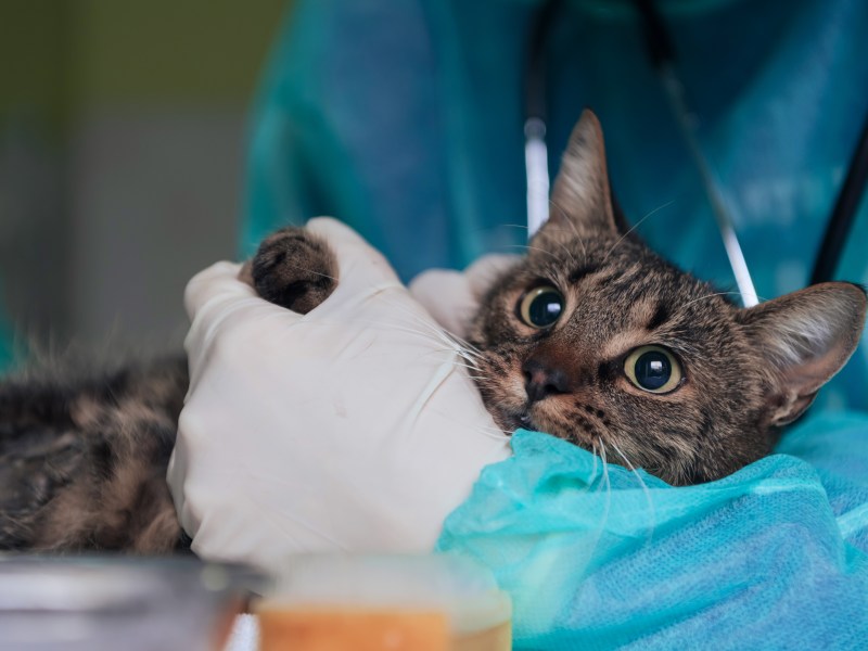 Katze liegt bei Tierarzt im Arm