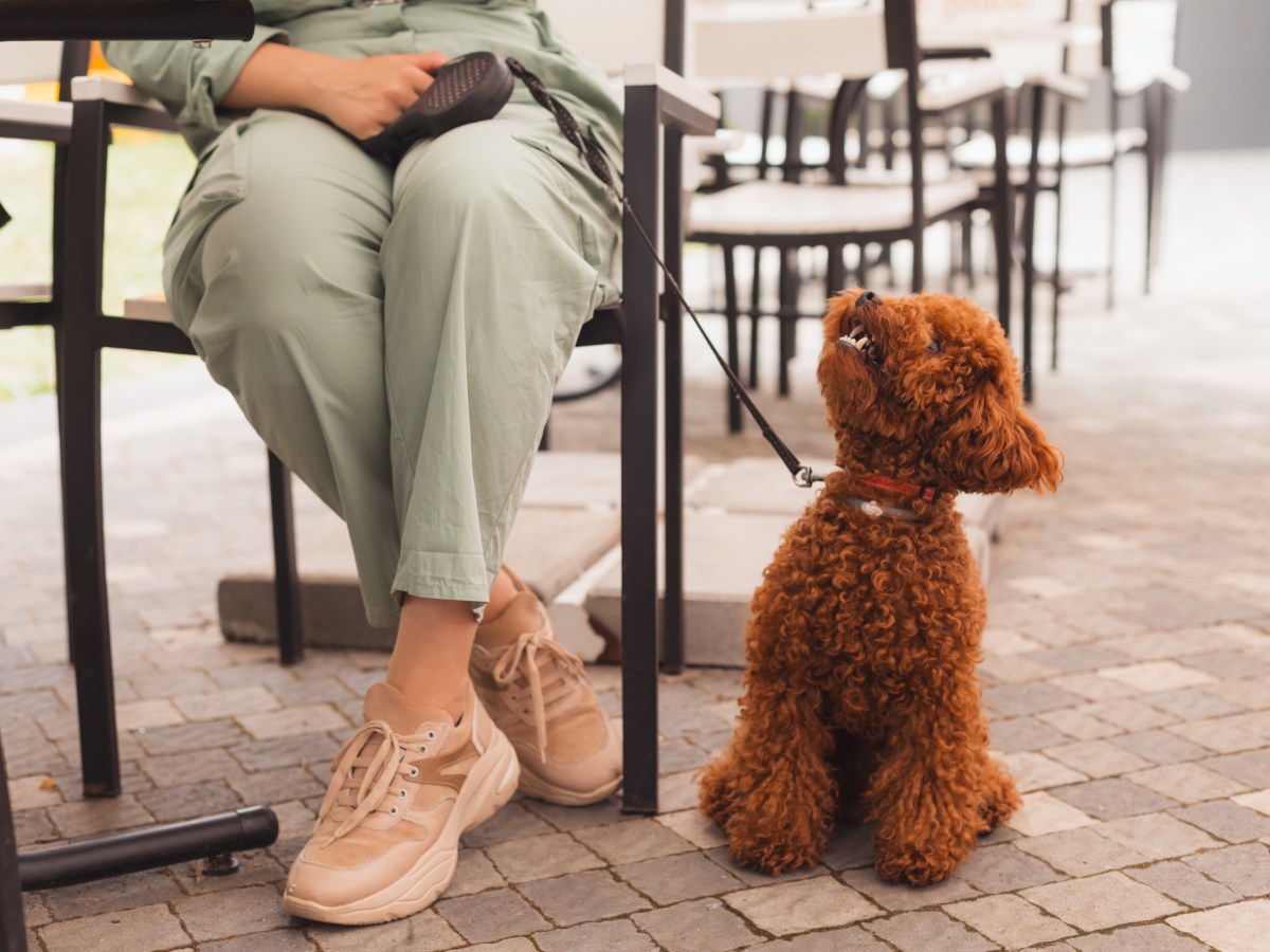 Hund: 3 Schritte, wie dein Welpe es schafft, in der Öffentlichkeit ruhig zu bleiben