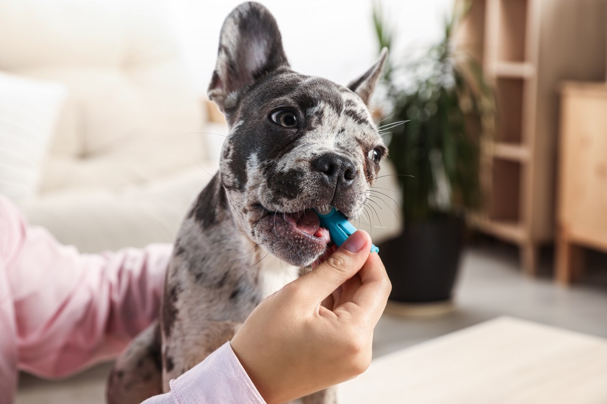 Hund beim Zähneputzen