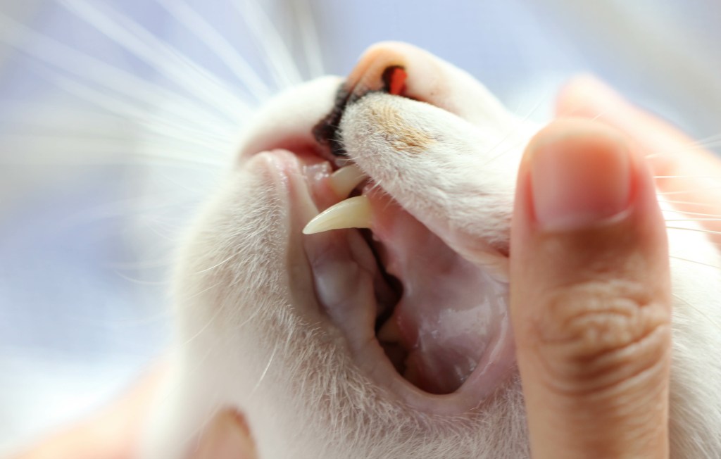 Katze Zahnfleisch und Zähne