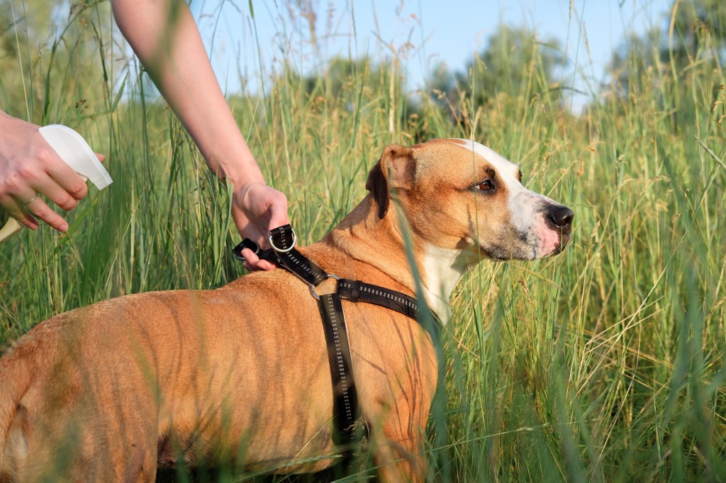 Zeckenschutz für Hunde Spray