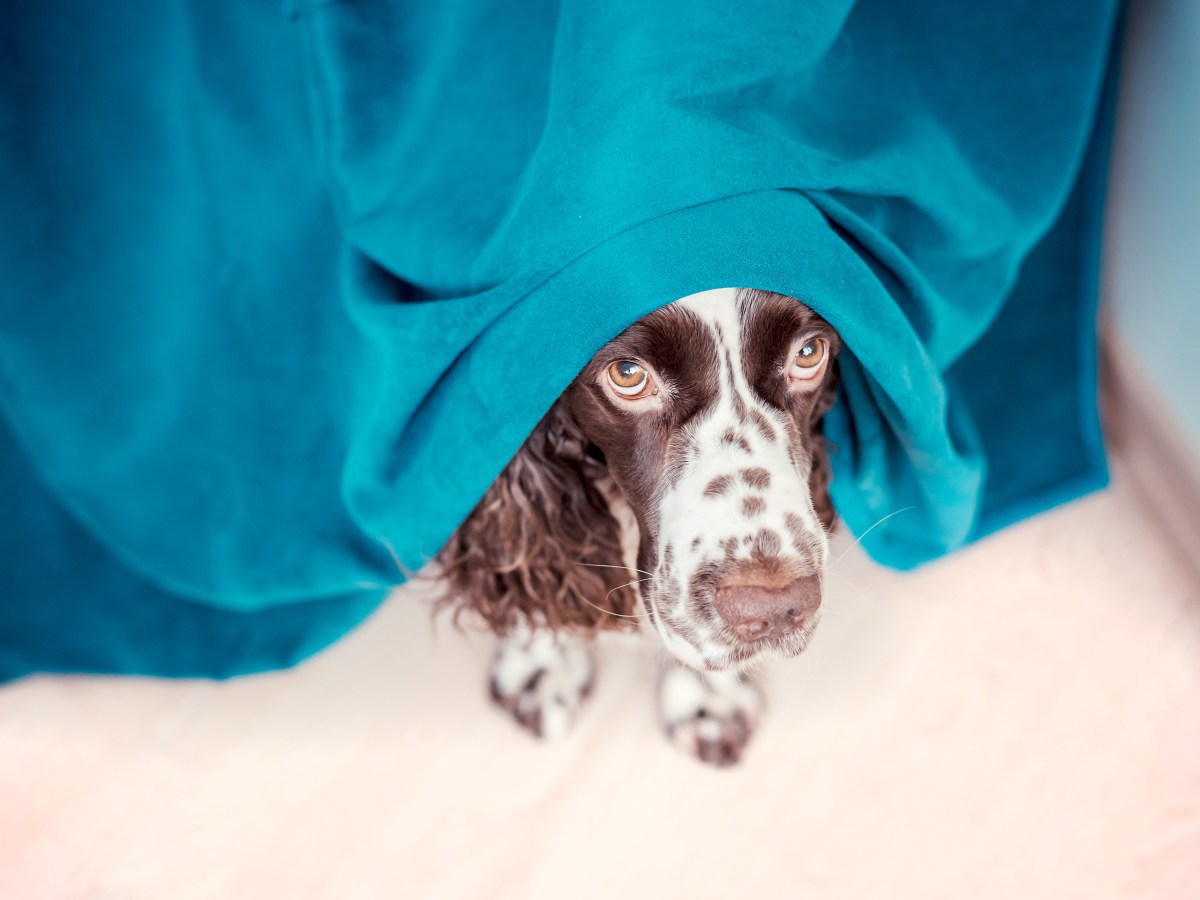 Dieses Geräusch hilft deinem Hund bei seiner Angst vor Feuerwerk