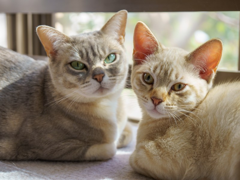 Australian Mist Katzen im Portrait