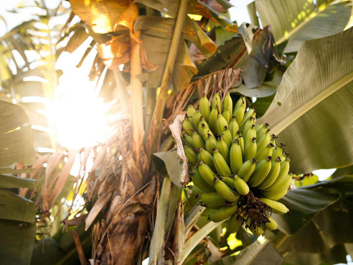 Bananen: So hältst du sie länger frisch