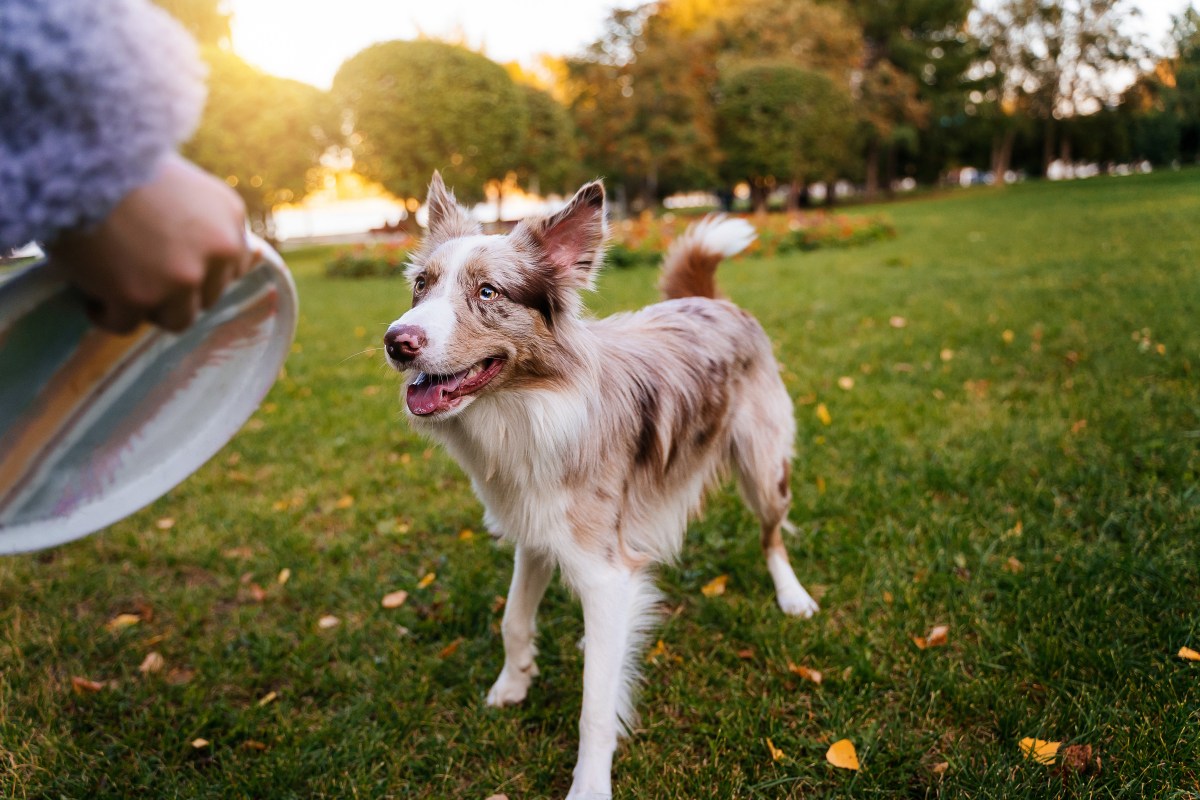 Border Collie