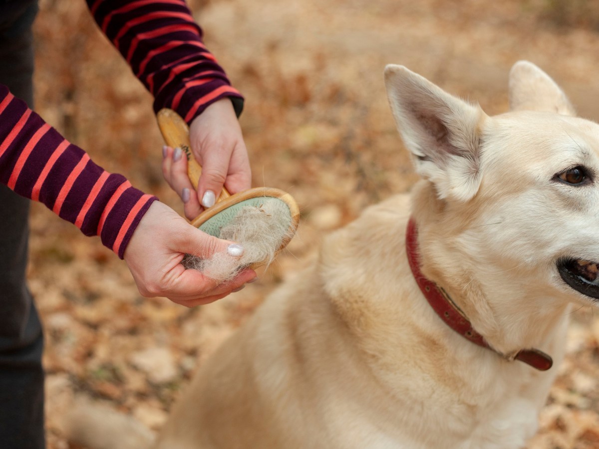 Bürste für den Fellwechsel: So unterstützt du deinen Hund im Herbst