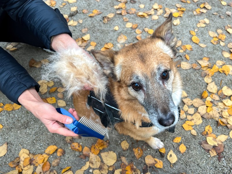 Fellwechsel Herbst Hund