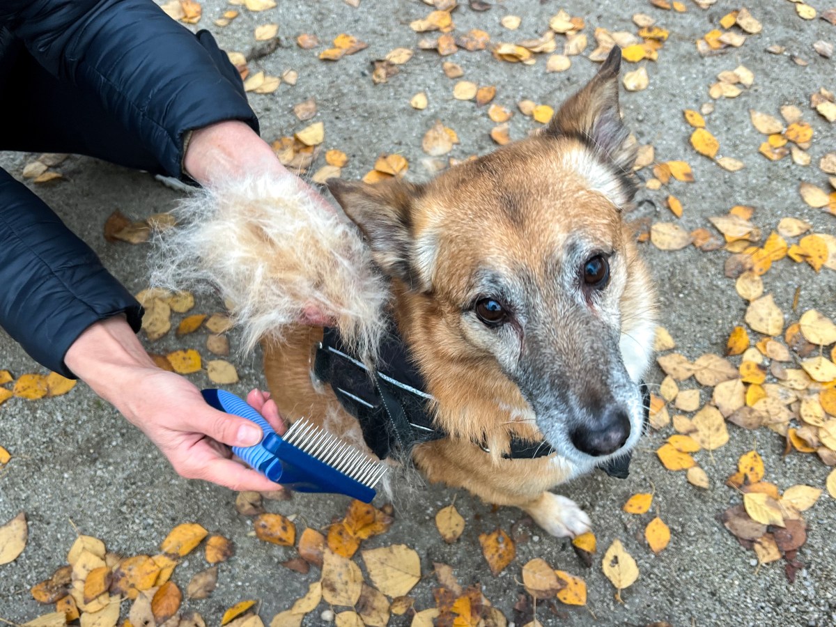 Hund: Wann ist der Fellwechsel im Herbst & wie kann man den Hund dabei unterstützen?