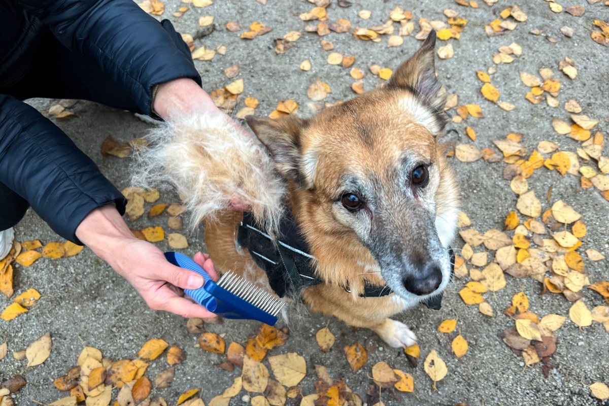 Fellwechsel Herbst Hund