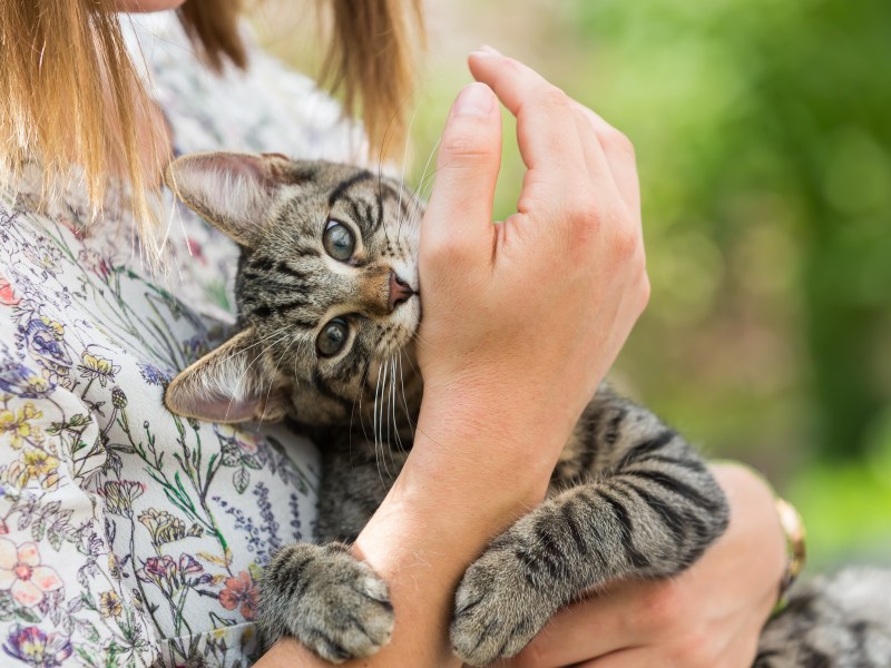 Geste größter Liebesbeweis Katze beißt in Arm