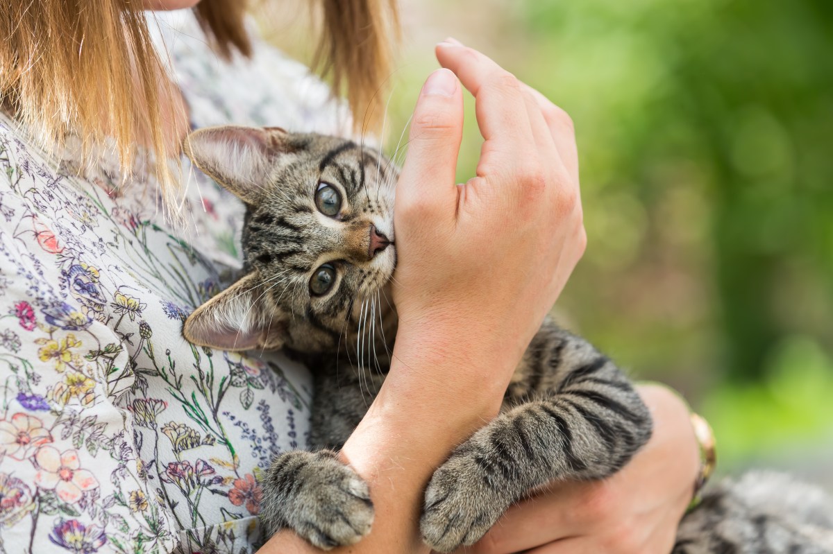 Geste größter Liebesbeweis Katze beißt in Arm